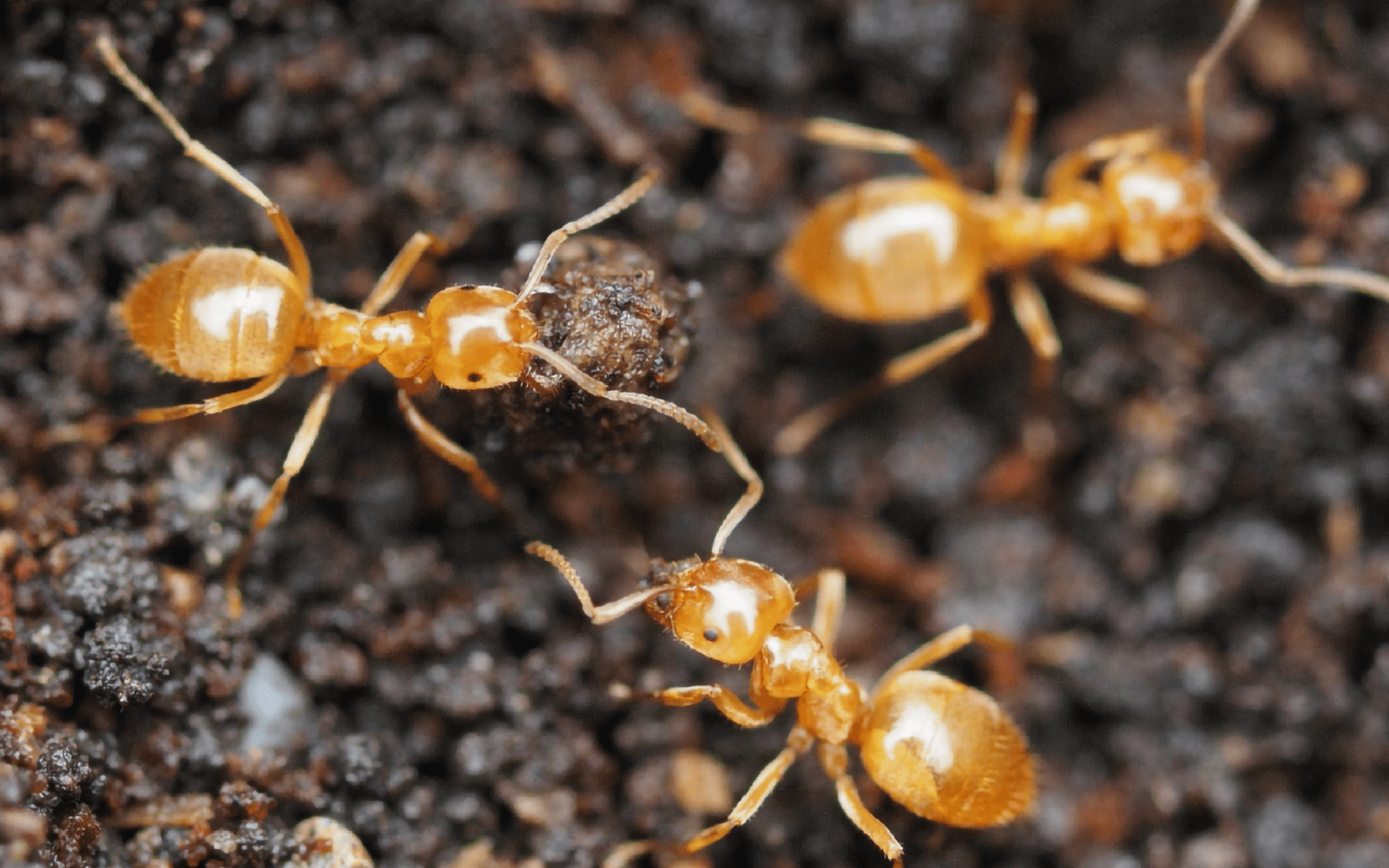 星野リゾート・アセットマネジメント